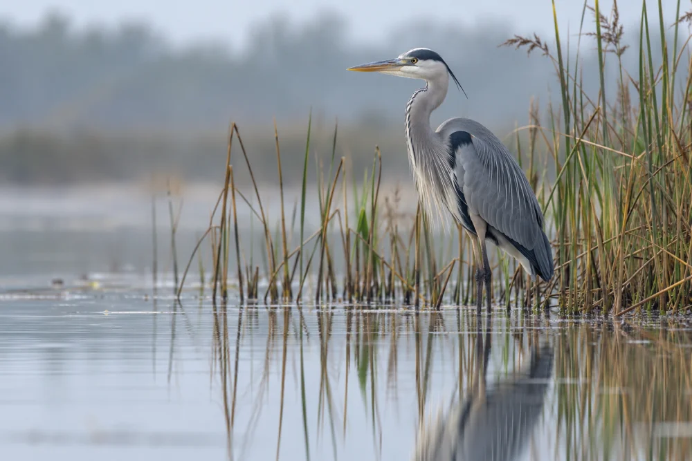 A heron among reeds reflected in still water